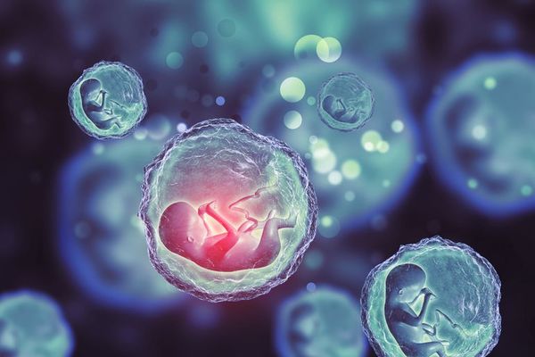 La ciencia “todavía no está lista” para la modificación genética de embriones humanos - Ciencia - ABC Color