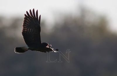 Aves migratorias: un viaje que la pandemia no podrá detener