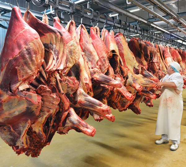 CARNE BOVINA PROVENIENTE DE VACAS Y VAQUILLAS TIENE VÍA LIBRE PARA EXPORTAR A LA UE