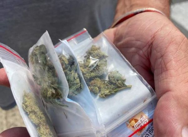 Llueve cannabis en Tierra Santa - Mundo - ABC Color