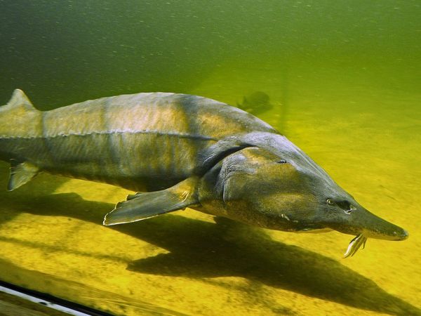Restos de esturión de 500 años aparecen en ruinas de un navío real danés hundido