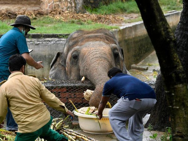Obeso y maltratado, el único elefante de Pakistán por fin saldrá libre
