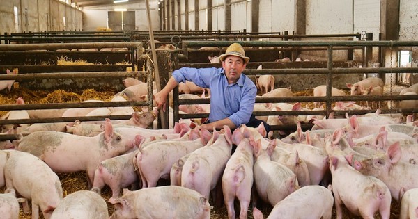 La Nación / Exportaciones de carne y menudencia porcina cayeron 18,6% hasta agosto