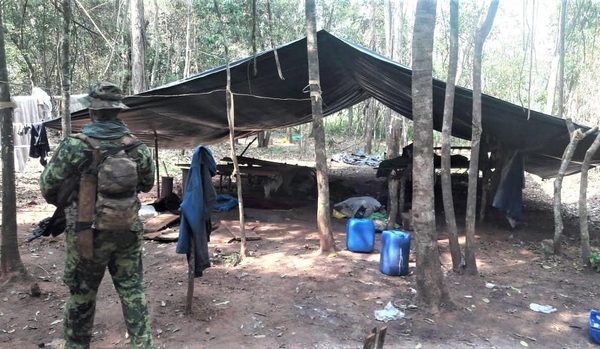 Desmantelan 21 campamentos y destruyen 39 toneladas de marihuana en Concepción – Diario TNPRESS