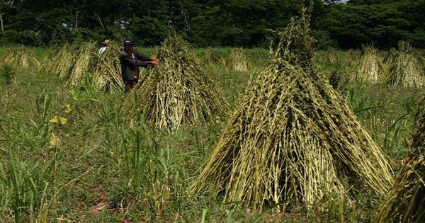 La Nación / Esperan buena producción en nueva zafra de sésamo