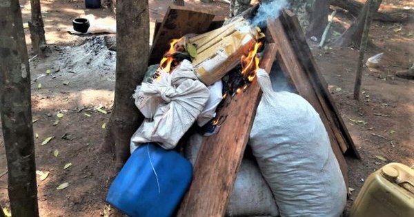 La Nación / Destruyen 21 campamentos narcos y unas 51 toneladas de marihuana en Concepción