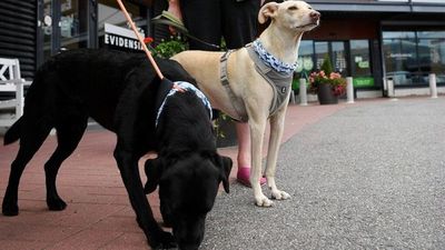 Perros adiestrados detectan a personas con COVID-19 en Finlandia