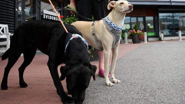 Perros adiestrados detectan a personas con COVID-19 en Finlandia