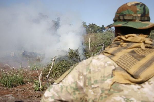 Eliminan 93 toneladas de marihuana en medio de la búsqueda del EPP