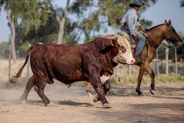 En calificación y remate Braford predominarán animales de “excelente calidad genética”