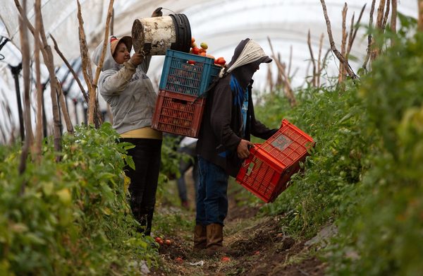 Campo mexicano avisa a EEUU que se defenderá de limitaciones a la exportación - MarketData