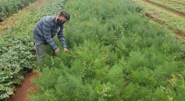 Crónica / Capo de las plantas medicinales cuenta cual es el mejor levantol natural