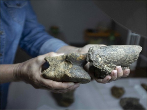 El hallazgo de un prehistórico perezoso gigante que sorprende a la ciencia