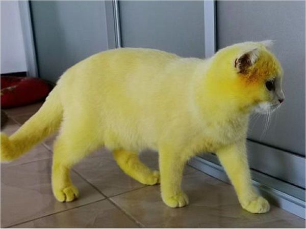 La historia del gato que tras una infección se trasformó en Pikachu