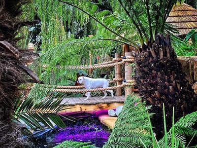Creó un paraíso tropical en su casa para su perro que ya no puede salir