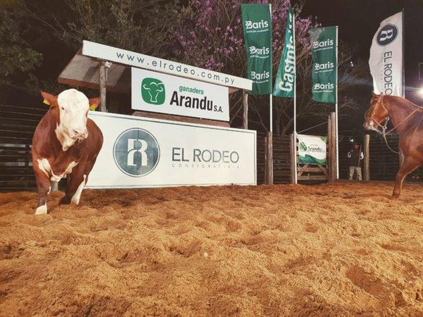 Con precios que “volaron”, terneras Brangus de Arandu promediaron Gs. 56,9 millones