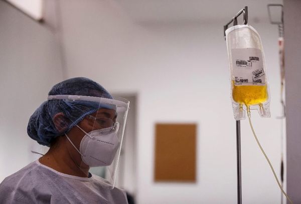 Pacientes con covid reciben plasma equino - Mundo - ABC Color