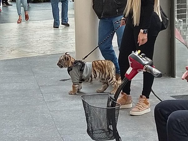 Polémica por la mujer que pasea a un cachorro de tigre en comercio