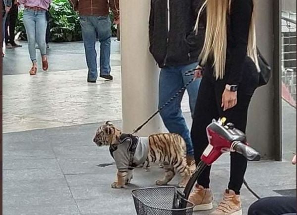 Mujer que pasea a cachorro de tigre enciende las redes sociales » Ñanduti