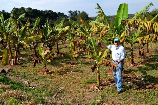 Productores frutihortícolas recibieron asistencia tras el azote de las heladas en Paraguarí