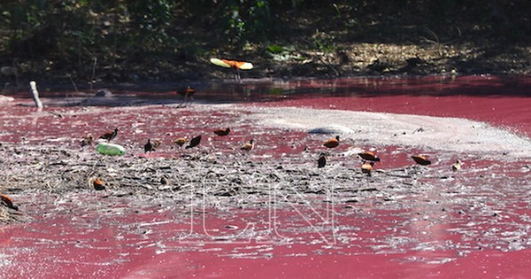 La Nación / Laguna Cerro: Justicia ignora daño ambiental y decide que WalTrading S.A. siga operando