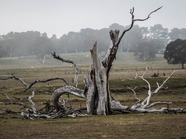 Los árboles que crecen rápido mueren antes, lo que agrava la crisis climática