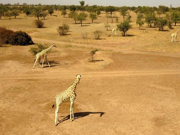 Famosa reserva de jirafas de Níger en peligro por ataques yihadistas