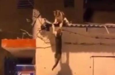Dos gatos pelean en un techo y recrean la trágica escena de Scar y Mufasa en 'El rey león' - SNT