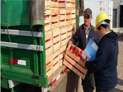 La producción del tomate se está normalizando, resaltan