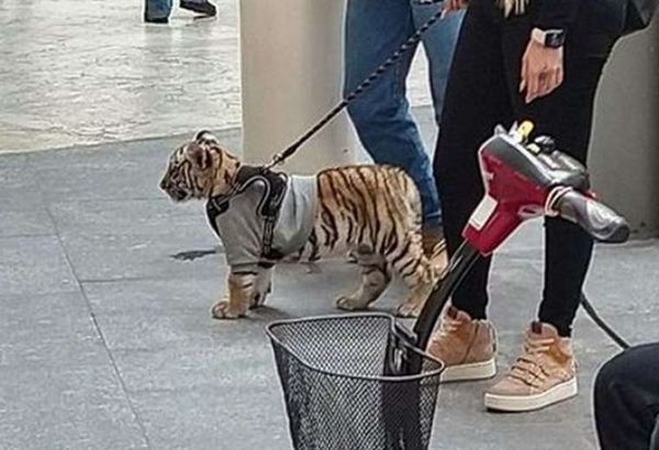 La polémica por la mujer que pasea con un cachorro de tigre en un centro comercial en México