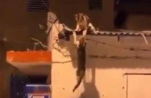 Dos gatos pelean en un techo y recrean la trágica escena de Scar y Mufasa en 'El rey león' - C9N