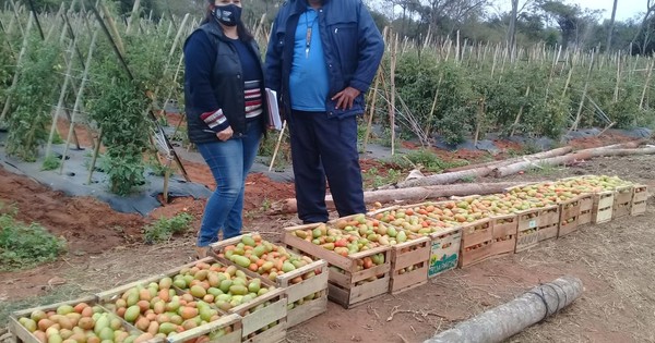 La Nación / Producción de tomate es suficiente para abastecer el mercado nacional, afirman