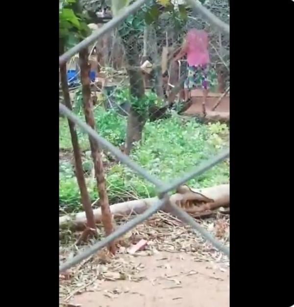 ¡Imputan a anciana por faenar perros en su vivienda!
