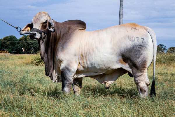 Puerto Max, una familia que apuesta por la producción de toros a campo, 100% probados y para toda la región