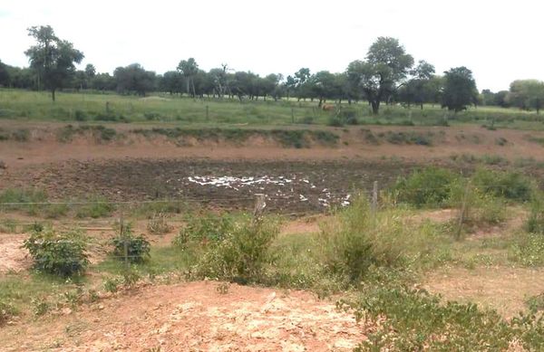 Productores de la zona del Pilcomayo piden auxilio para enfrentar la sequía - Nacionales - ABC Color