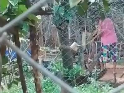 Denuncian que doña faenaba perritos