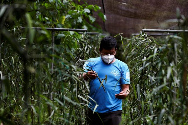El «oro verde» de la Amazonía ecuatoriana - MarketData