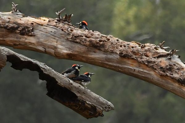 Los pájaros carpinteros van a la guerra por territorios valiosos - Ciencia - ABC Color