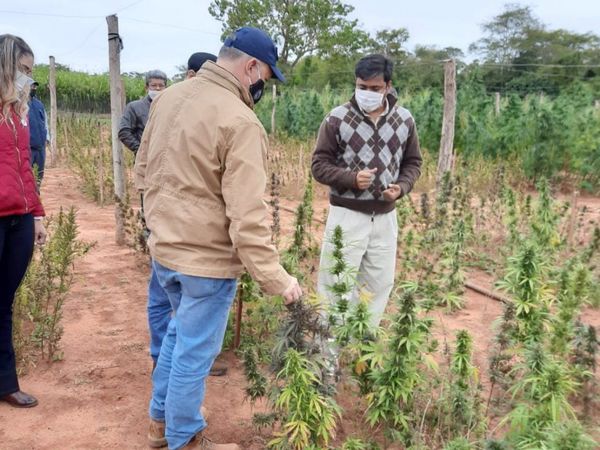 Cultivo de cannabis: así es el reglamento para plantar