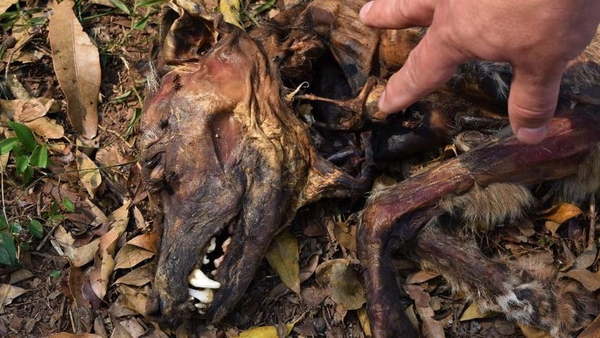 Venta de carne de perro: “Apuñalaba y colgaba para el sangrado, para que resulte tierna” - Noticiero Paraguay