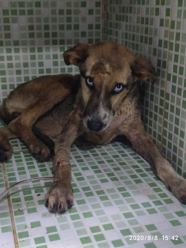 Rescatan cachorra en Itacurubí de la Cordillera e imputan a mujer que faenaba perros para consumo