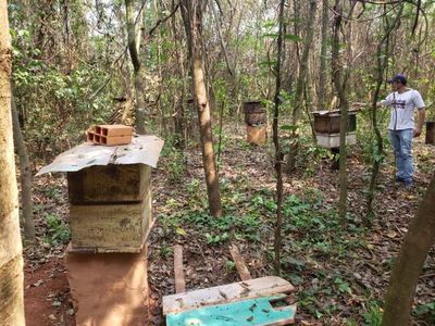 Mortandad de abejas genera millonarias pérdidas a apicultores de Yasy Cañy - Nacionales - ABC Color