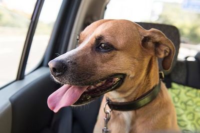 Aun a la sombra, el perro puede sufrir un golpe de calor en el auto - Mascotas - ABC Color