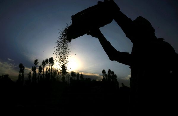 Brasil elimina los aranceles sobre el arroz importado ante la subida del precio - MarketData
