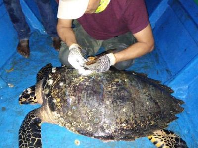 Ecuador marca por primera vez a una tortuga carey, en peligro de extinción