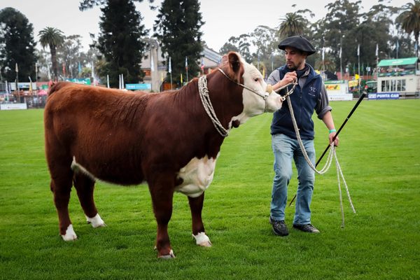 Comienza en Uruguay la principal feria ganadera, una «fiesta» de la cultura - MarketData