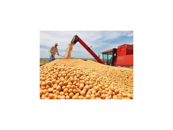 Exportaciones de soja se aceleraron fuertemente en agosto, según BCP