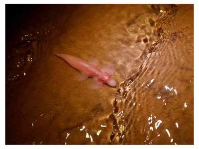 Científicos identifican especies de peces capaces de caminar