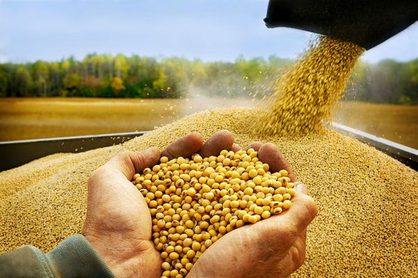 Exportaciones de soja se aceleraron fuertemente en agosto, según BCP