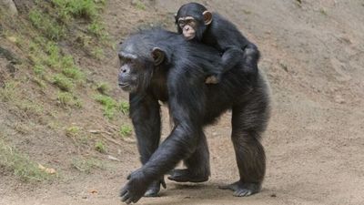 WWF advierte que la fauna vertebrada se ha reducido un 68 % en medio siglo